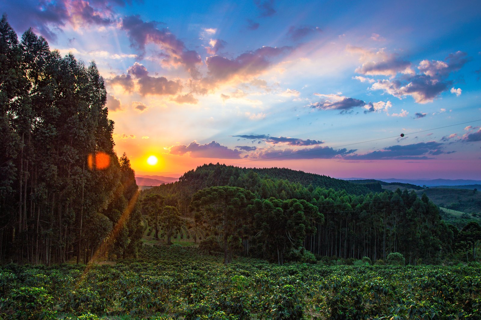 A commercial coffee estate at golden hour