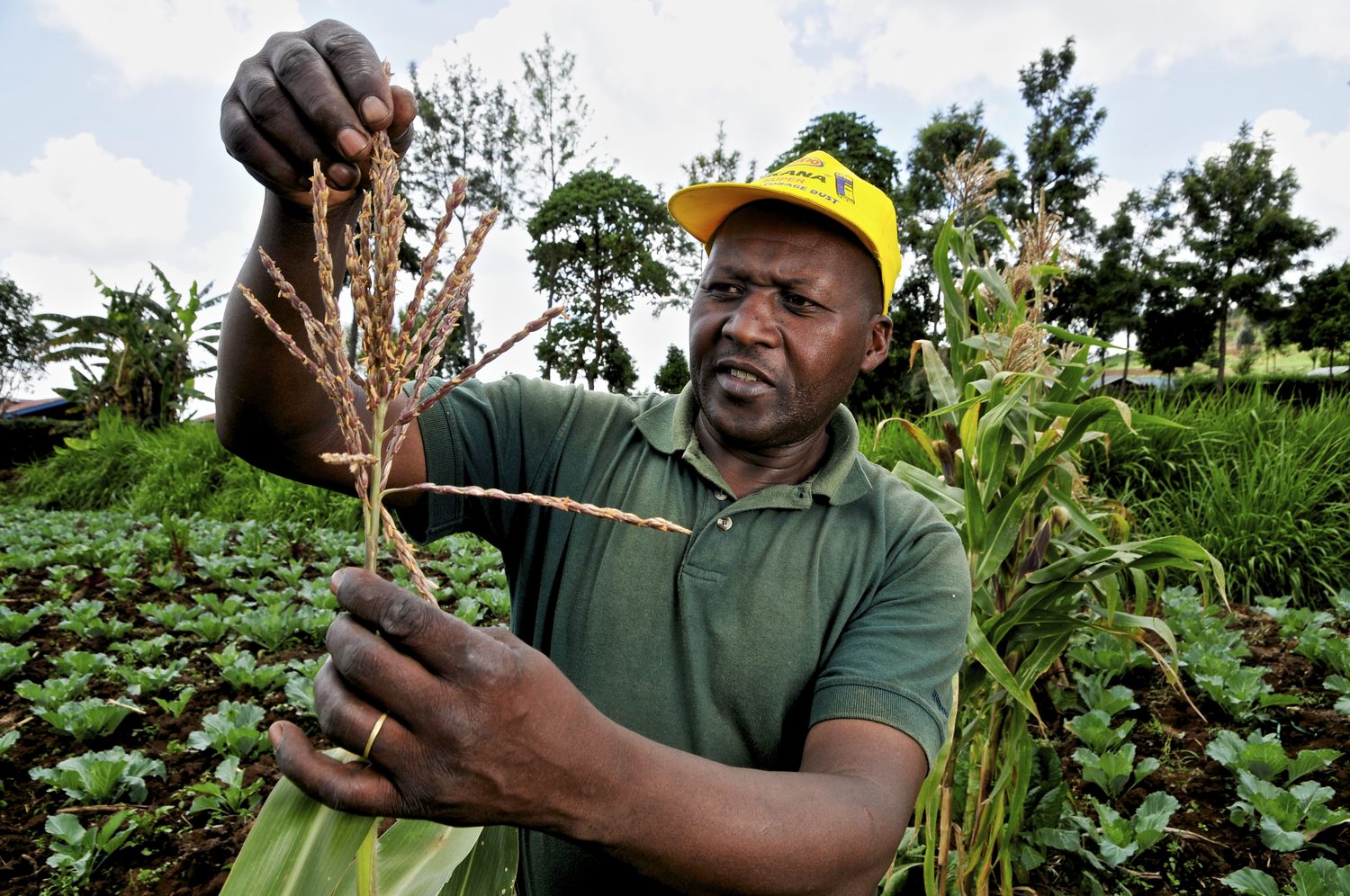 A grower inspecting maize