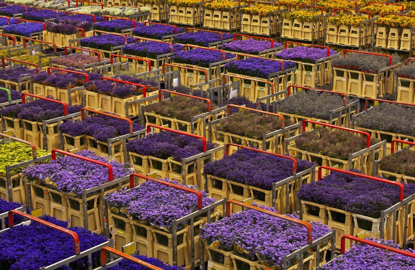Cut-flower production under glass
