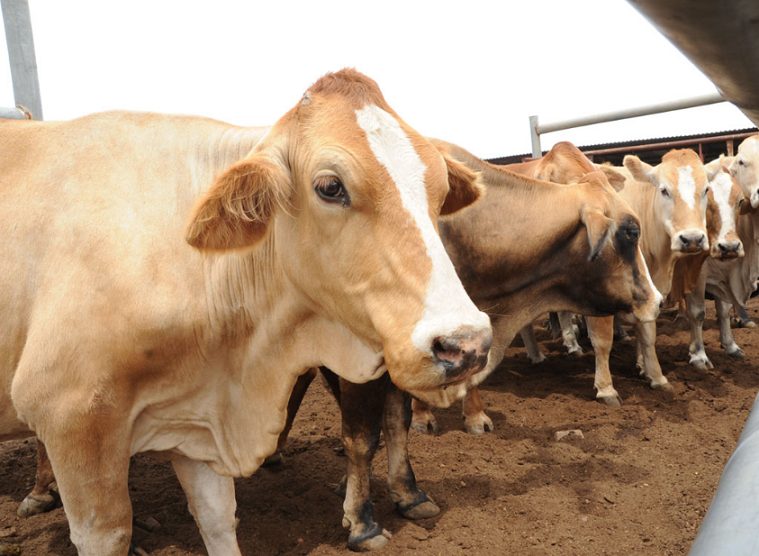 Cattle in a feedlot