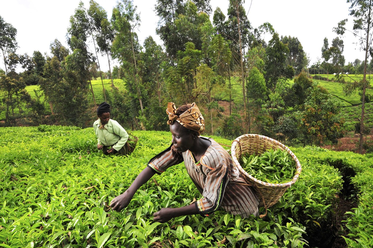 Tea estate in the Kenyan highlands