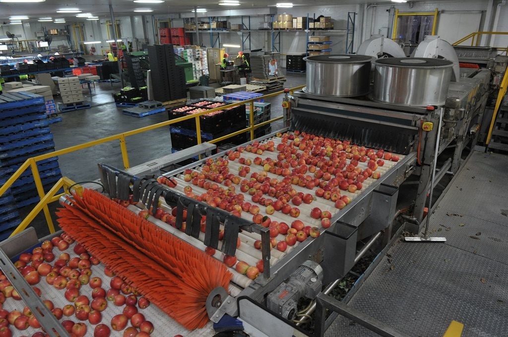 A fresh-produce grading and packing line