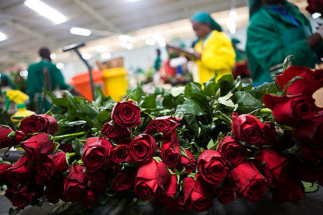 Workers grading red roses in a Kenyan flower packhouse